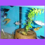 Swimming In Circles.jpg